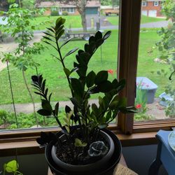 ZZPlant contains 3 ZZ types Chameleon, Raven & Green versions Kent,Oh