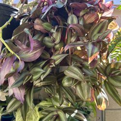 Planta Natural