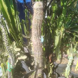Oh Man Tall Cactus Plant 