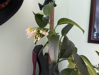 Large Hoya Multiflora Plant In Clay Pot Saucer