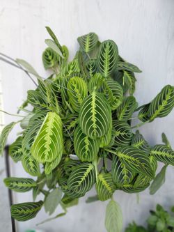 Plants