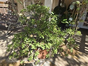 🌳 Very Large Jade Plant – Heavy | Pickup Only + Bundle Deals Available