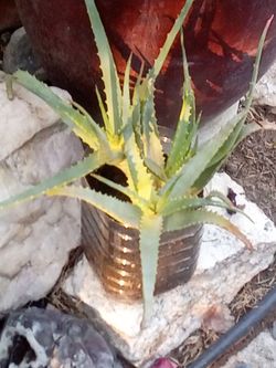 🌿 Explosive Growth Aloe Vera – 🌿  🌿Crecimiento Explosivo del Aloe Vera🌿