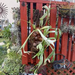 Double Staghorn Fern On Thick Bark
