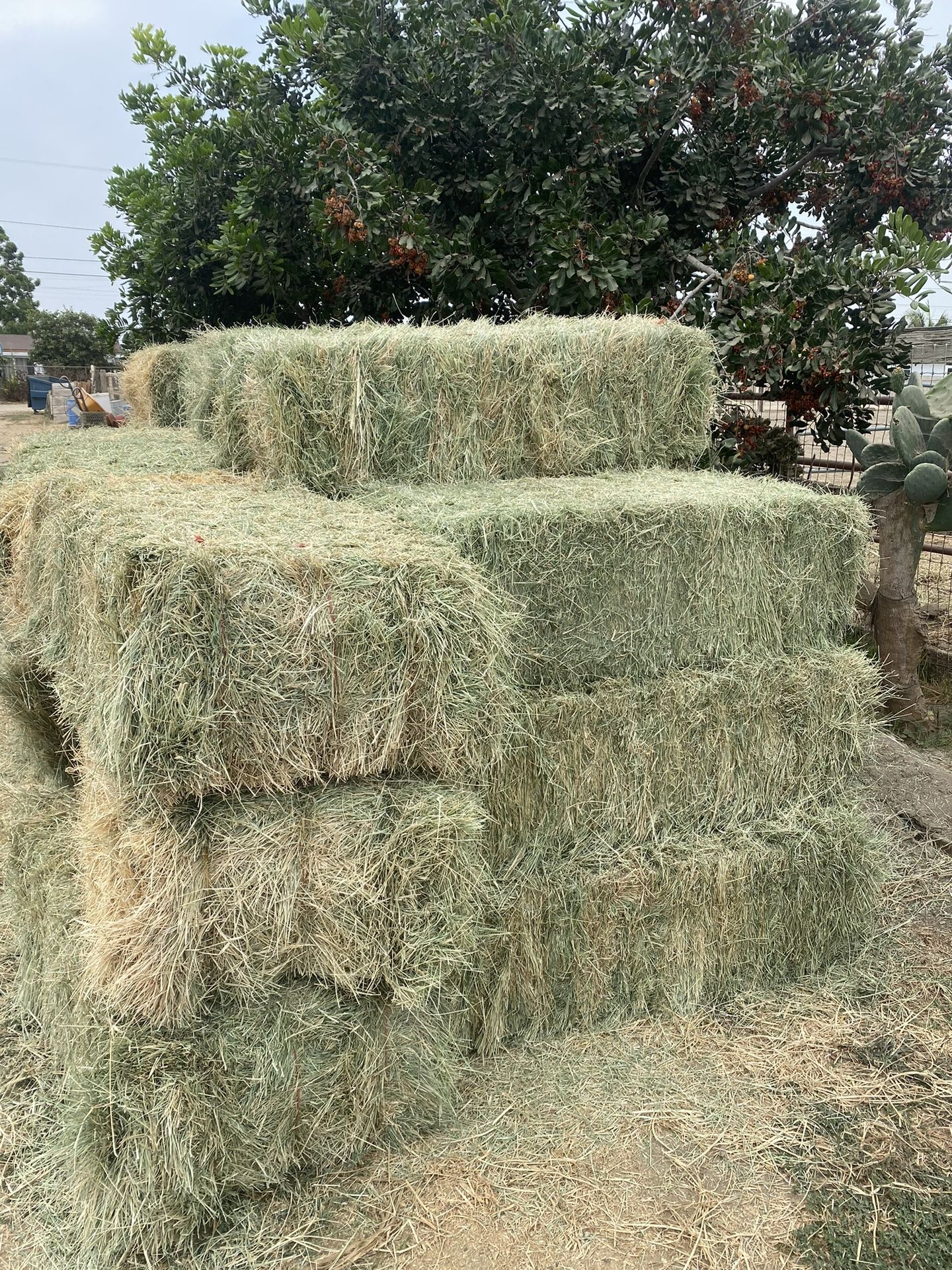 Bramuda Grass Hay $18 a Bale Horse Hay