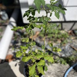 Tomato  cherry plant in a pot