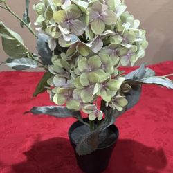 Hydrangea Flower Pot
