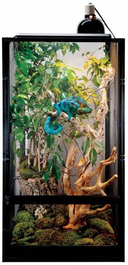 Reptibreeze screen cage chameleon kit