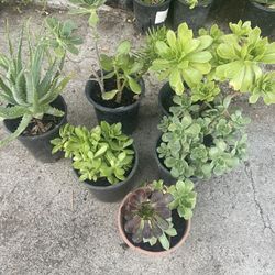 Bundle Plants $25  Nice Plant For Garden 