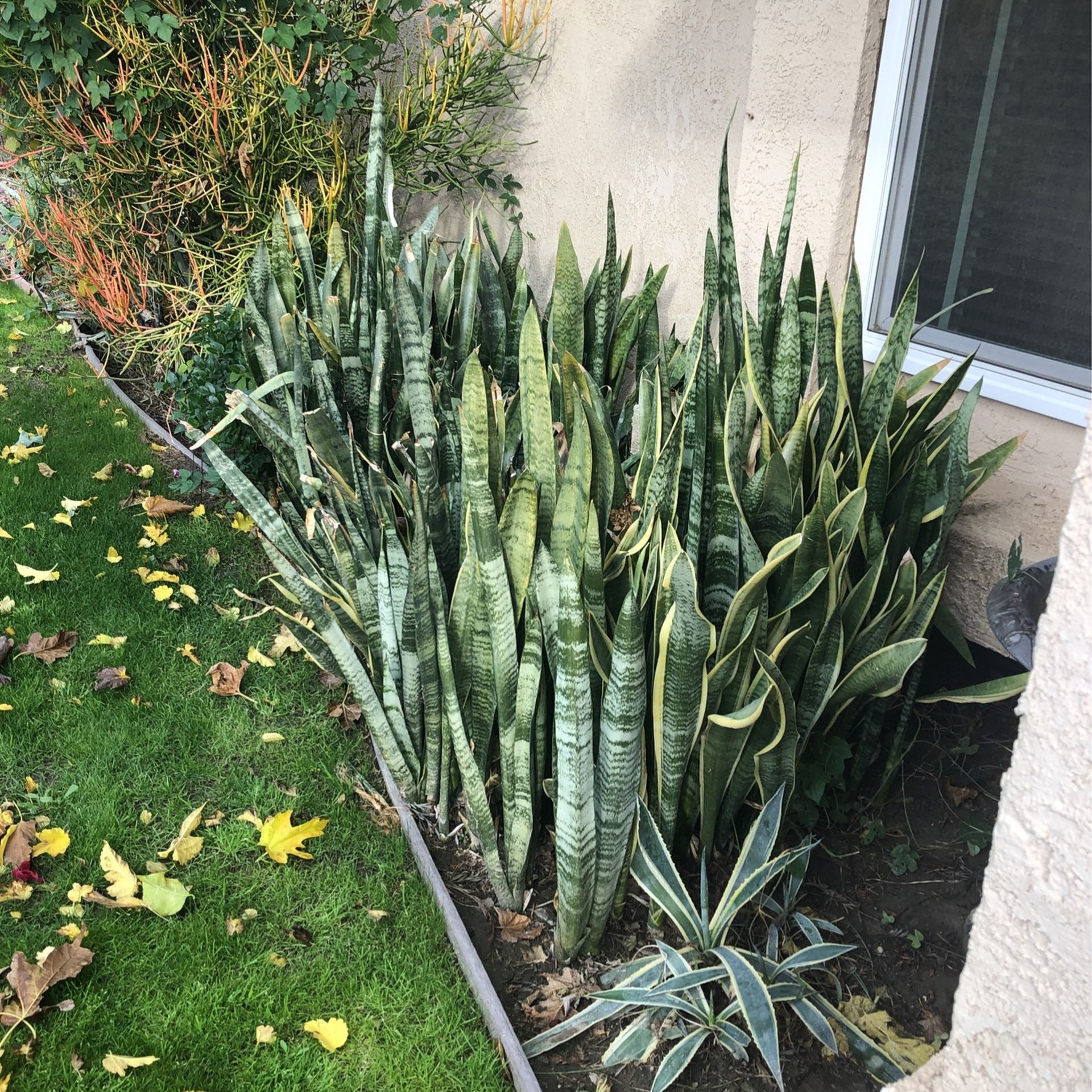 Mother In Law Tongue Plants for Sale in Indio, CA OfferUp