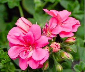 Geranium pink
