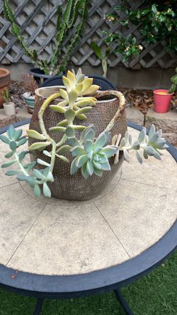 Succulent plants 🪴
