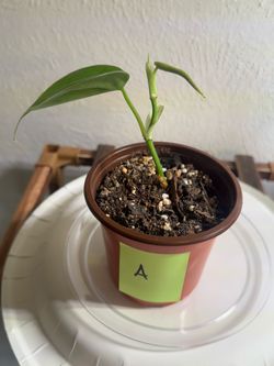 Satin pothos, N’joy pothos, Philodendron Brasil, house plants