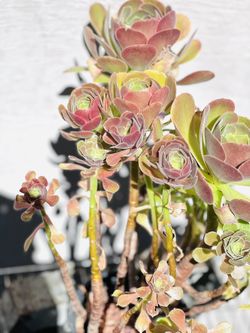 Succulent