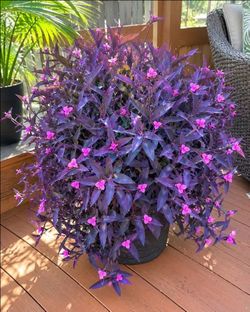 Lush Trailing Tradescantia Purple queen plant/ indoor Plant/ house Plant/ Flower Patio/ garden