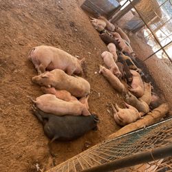 Farm Animals  (contact info removed)