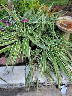 Dianella Plants
