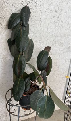 Beautiful large rubber plant