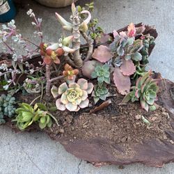 Mothers Day plant