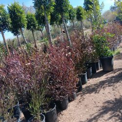 Purple Hopseed Bush 5g