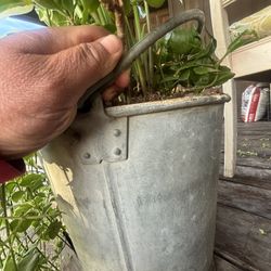 Old Bucket With Real Plants 