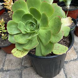 1/2 Gallon Pot Succulent plant - Aeonium Canariense - Giant Velvet tree Aeonium - Rooted and ready to be planted. 