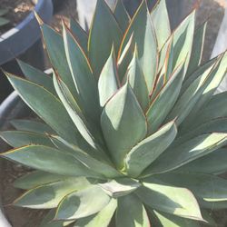 Agave Blue Glow 
