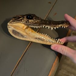 Real Gator Head