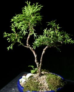 Cypress Bonsai Tree - Live Outdoor Plant