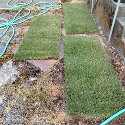 Fresh Sod (3-10 sf rolls)