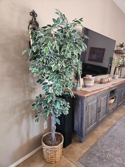 Artificial Varigated Ficus Tree with Wicker Pot!