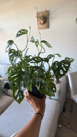 Monstera Swiss cheese andansooni