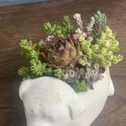 Succulent arrangement in cement, dog planter