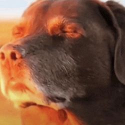 Read The Description 