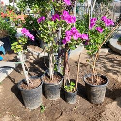 Geranio Purple  Flowers 