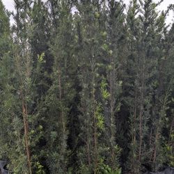 Podocarpus Over 7  Feet Tall Privacy Isolate Your Home From Noisy Neighbors Fast Sale Minimum Qty  30 +