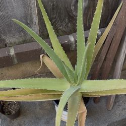 Aloe Vera Plants Rooted