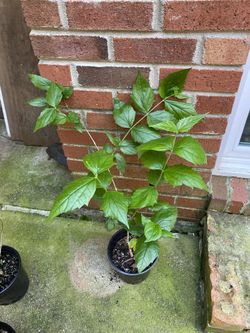 Parijat/ Haraingar/ Suili/ Coral jasmine plant 25-28 Inches  tall