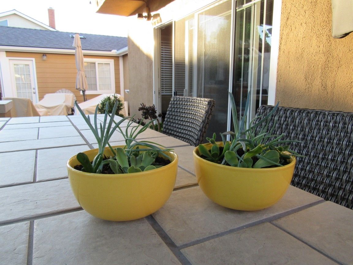 Pair Of Yellow Garden Pots With Succulents 