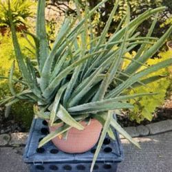 XL Aloe Vera Plant $50 