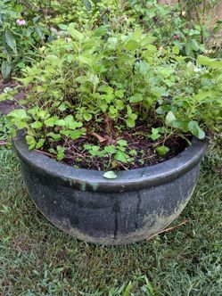 2 planters with lemon balm