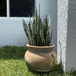 Large Terra Cotta Pot With Snake Plants