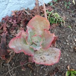Variegated Succulents 