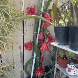 Orquídea Cactus 