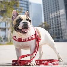 Supreme Dog Harness And Leash Set
