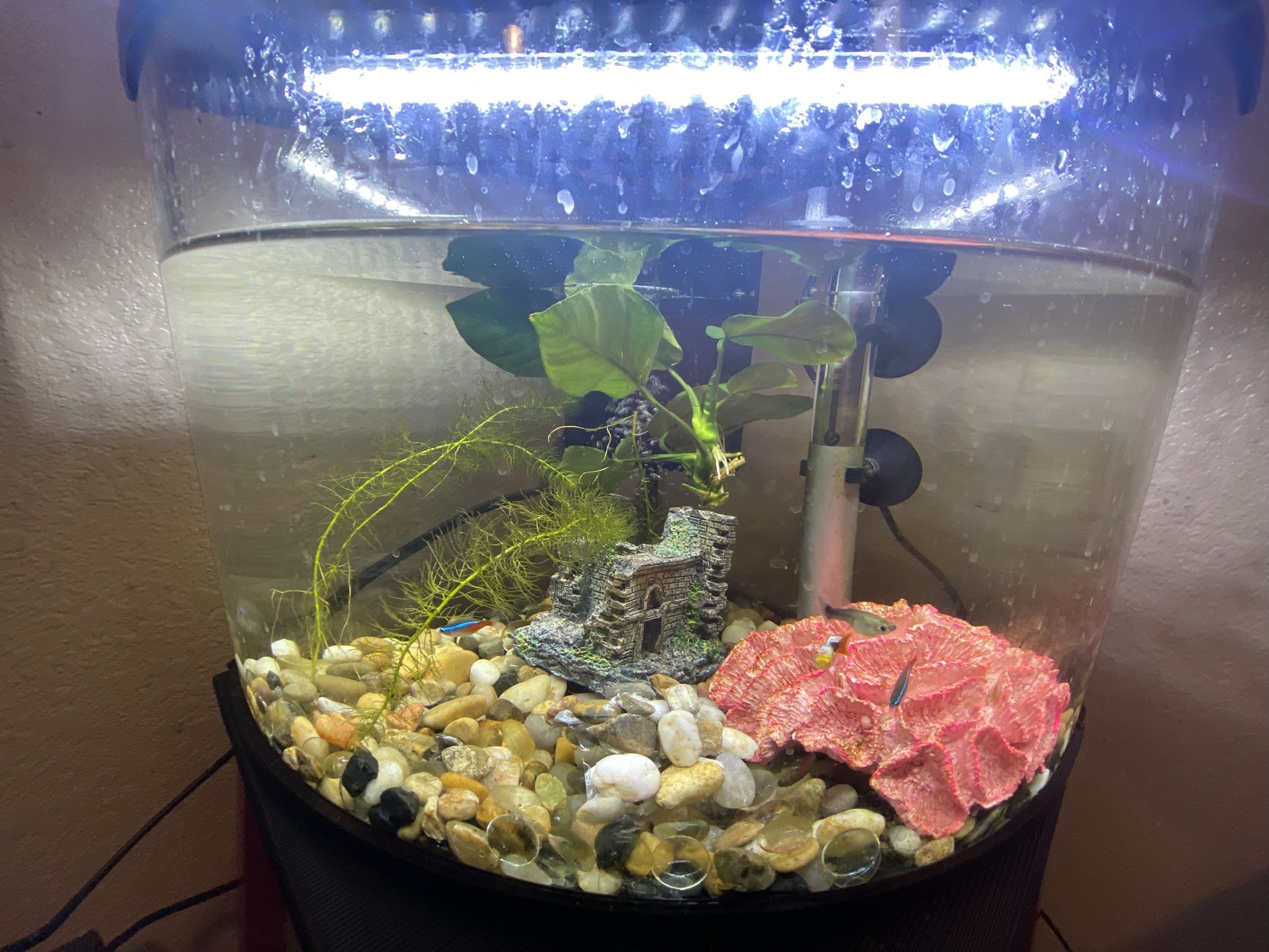 6-Gallon Corner Aquarium Setup – Lid with LED, Filter, Heater – $40 OBO (Salinas)