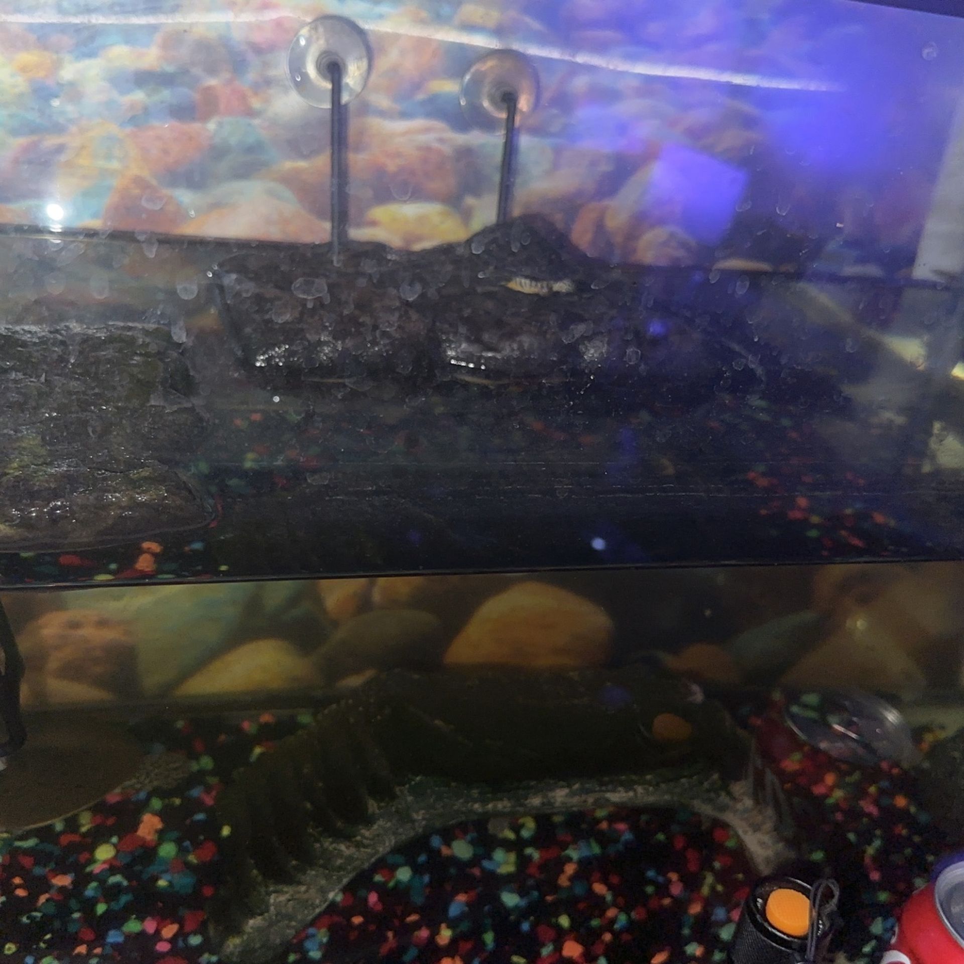 Two 15 Gallon Tanks 1 80 Gallon Hexagon Tank 75 Gallon Turtle Tank Dinosaur Bichir Tank 100 Gallons