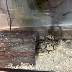 Python Snake 