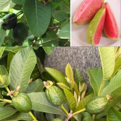 Pink Guava Plant