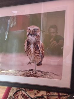 2 Ft By 2 Ft Photo With Frame Of A Baby Owl On One Foot